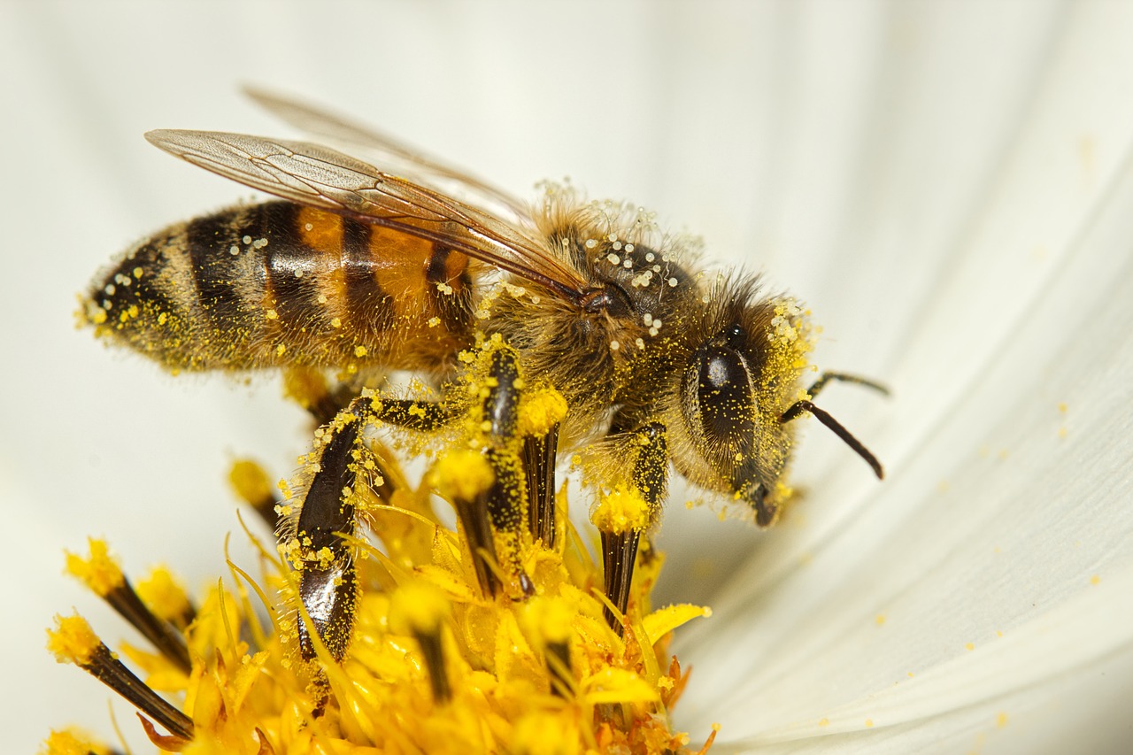 美顔器で花粉肌の荒れを改善する方法は？