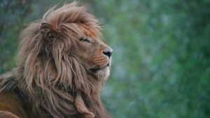 美顔器の低周波強さはどのくらいが効果的ですか？