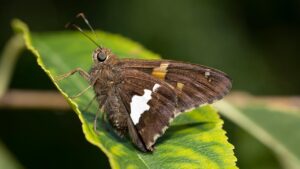 本当に効果のある美顔器はどれ？