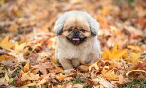 美顔器の効果を最大限に引き出す使い方とは？