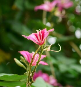 30代におすすめの美顔器はどれですか？