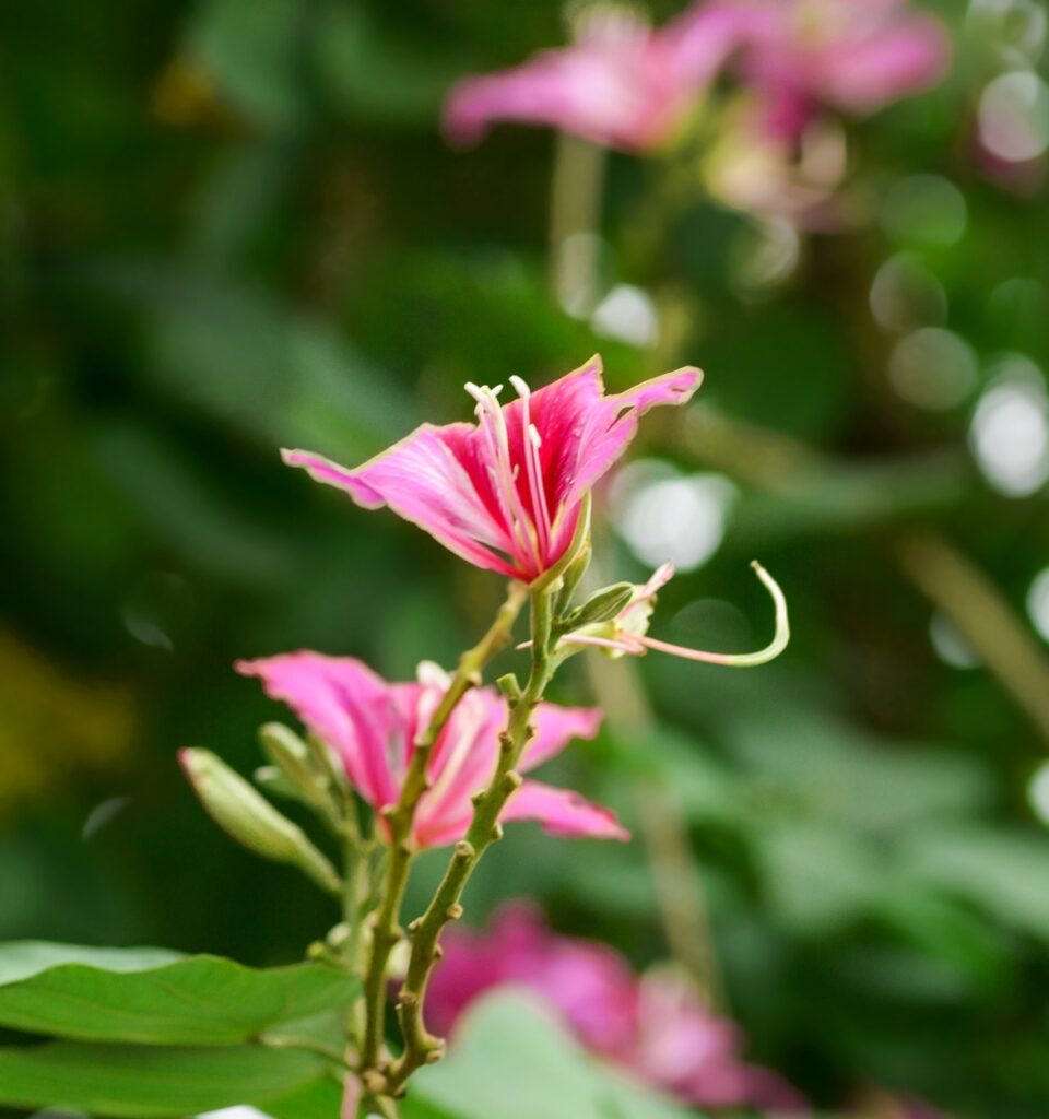 30代におすすめの美顔器はどれですか？