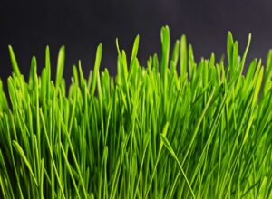 家電量販店の店員が買った美顔器とはどんなもの？