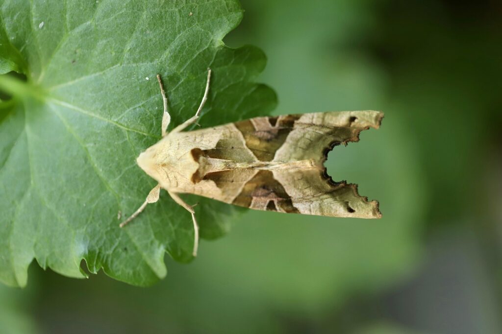 美顔器の比較表に入れるべき項目20は何ですか？